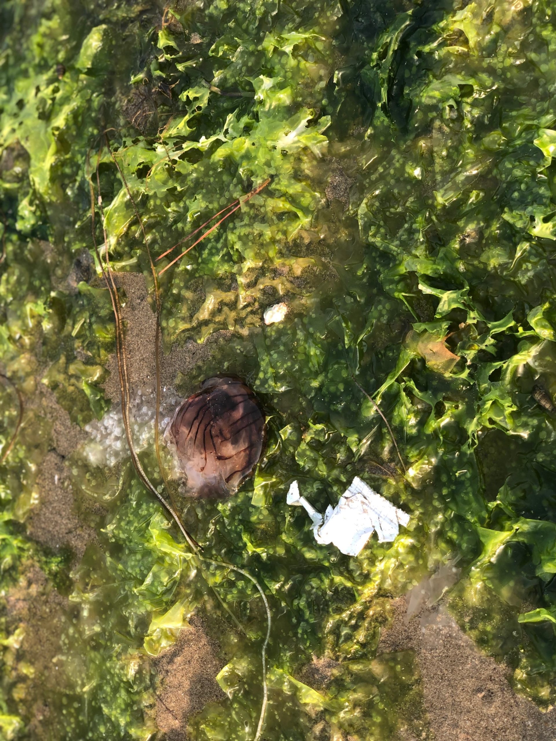 浜辺にあるクラゲや海藻、ゴミ