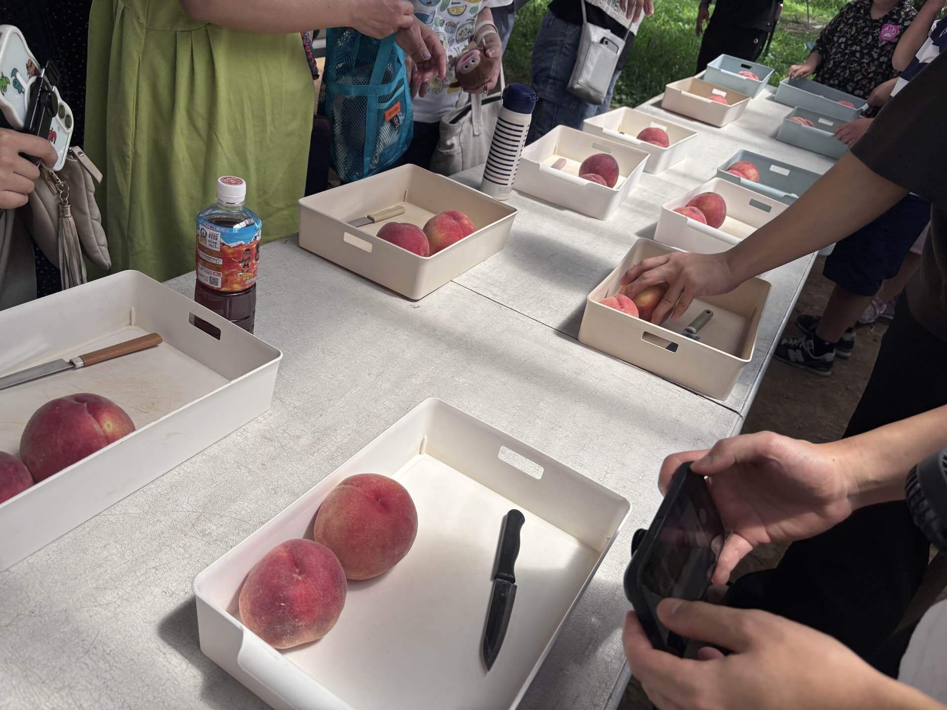 桃農園で30分食べ放題の桃をカットしたところ